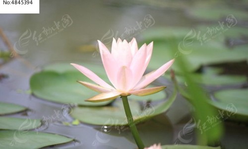 健儿清解液有治感冒的功效吗网健儿清解液主要治什么用法知识网站,分享健儿清解液适合什么症状大全