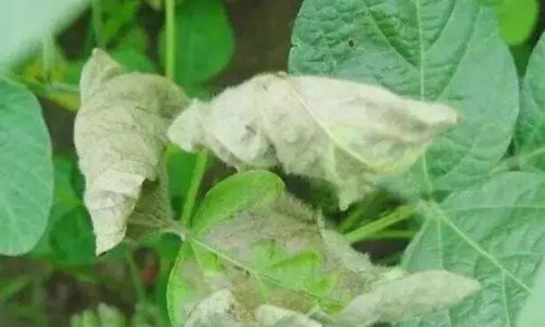 健儿清解液起什么作用-健儿清解液有治感冒的功效吗网健儿清解液主要治什么用法知识网站,分享健儿清解液适合什么症状大全